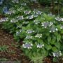 Hydrangea Macrophylla – Twist-n-Shout® – #3 Container